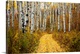 image thumbnail of This horizontal photograph is of a leaf covered path way through a forest of indigenous trees.