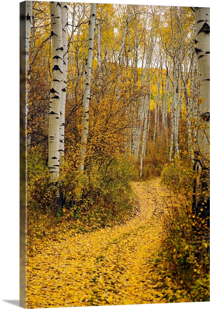 A vertical photograph taken of a path in the forest lined with aspen trees and yellow leaves that have covered the ground.