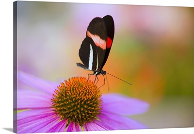Colorful Butterfly On Cone Flower Blossom In Spring; Oregon, USA