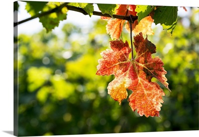 Colorful Grape Leaf Hanging From The Vine In Autumn, Trento, Trento, Italy