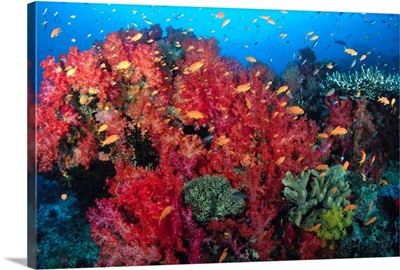 Colorful Reef Scene With Alcyonarian Coral, School Of Anthias