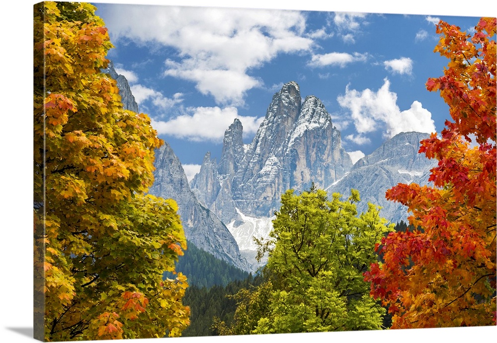 Colourful trees in autumn framing dramatic mountain in the background; Sesto, Bolzano, Italy