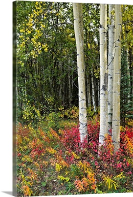 Colorful view of Aspen tree trunks and Fall foliage, Kenai Peninsula in Southcentral