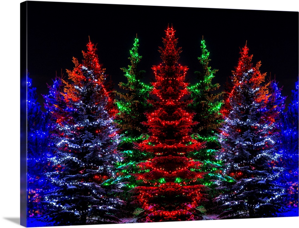 Colourful Christmas lights around several evergreen trees; Calgary, Alberta, Canada