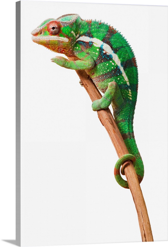 Colourful Panther Chameleon (Furcifer pardalis) on a white background; St. Albert, Alberta, Canada