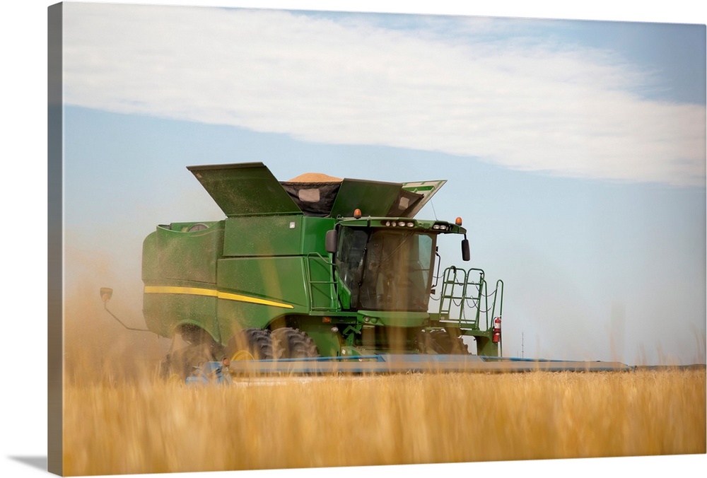 Combine cuts wheat in Northeast Colorado, Paoli, Colorado, United States of America.