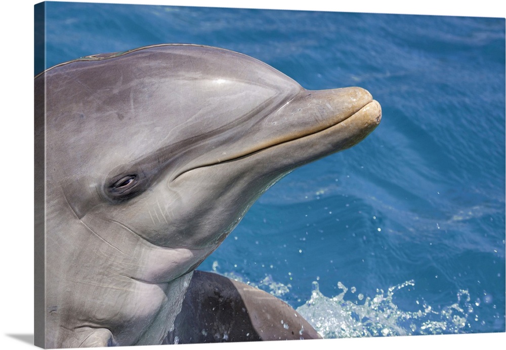 Common bottlenose dolphin (tursiops truncatus) portrait. Curacao, Netherlands, Antilles.