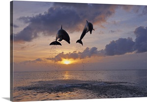 Common Bottlenose Dolphins Jumping In Sea At Sunset, Roatan, Bay Islands, Honduras image thumbnail