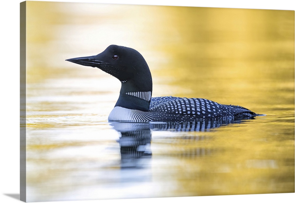 Common Loon swimming in the water.
