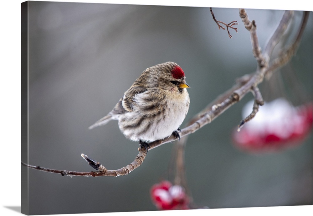 Common redpoll (acanthis flammea) perched on a branch, Fairbanks, Alaska, united states of America.