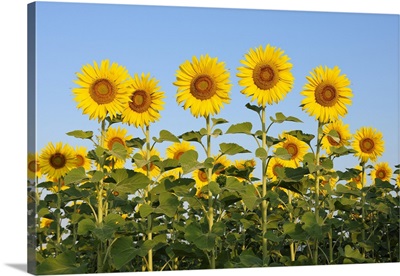 Common Sunflowers (Helianthus Annuus) Against Clear Blue Sky, Tuscany, Italy