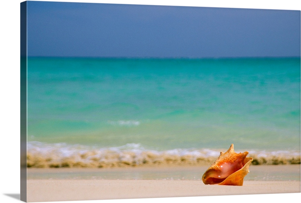 Large, horizontal photograph of a single conch shell sitting along the shoreline, clear blue waters in the background bene...