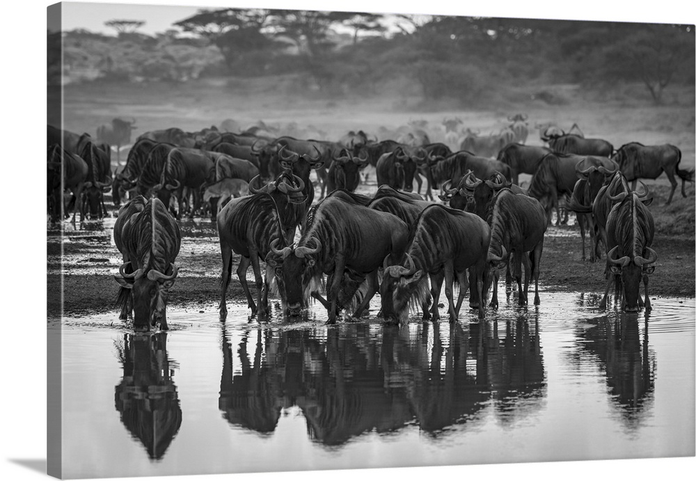 Monochrome confusion of wildebeest (connochaetes taurinus) drinking from stream, Serengeti national park, Tanzania.
