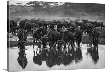 Confusion Of Wildebeest Drinking From Stream, Serengeti National Park, Tanzania