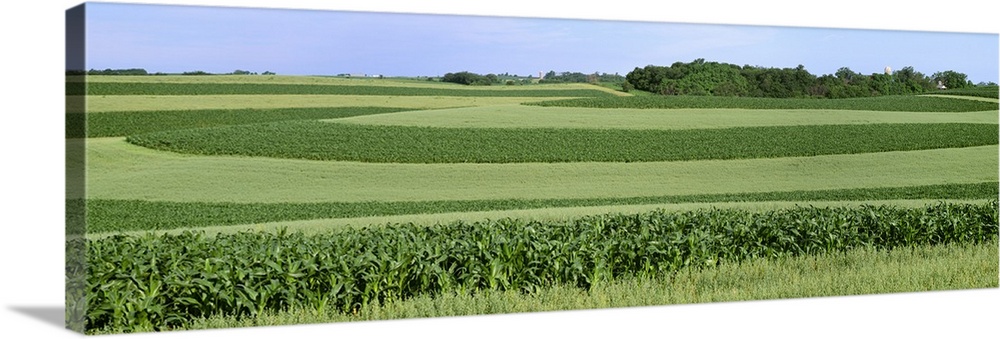 Contour strips of mid growth grain corn and oats with farm buildings in the distance