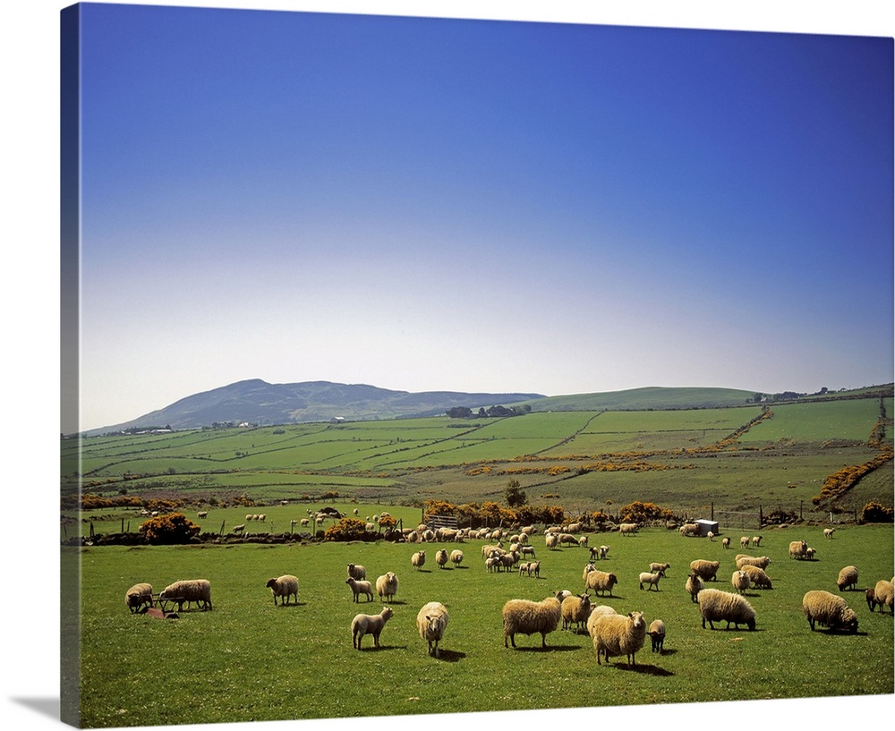 Cooley Peninsula, County Louth, Ireland, Sheep