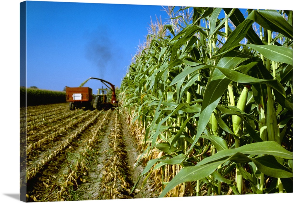 Corn, silage corn being harvested, chopped and loaded into truck, Colorado