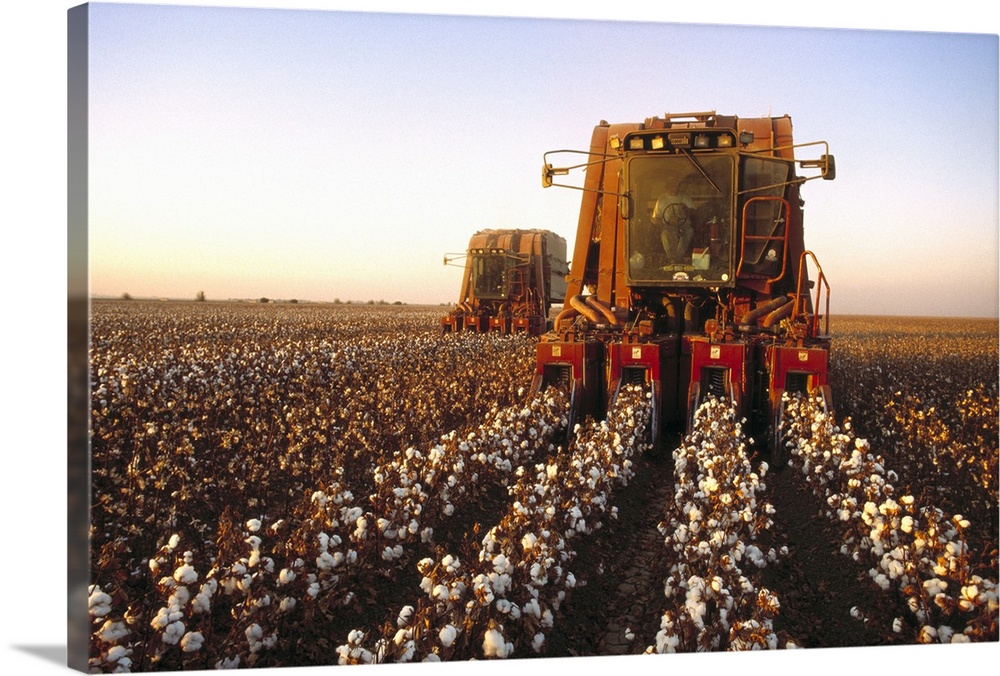 Cotton Harvesting, San Joaquin Valley, California
