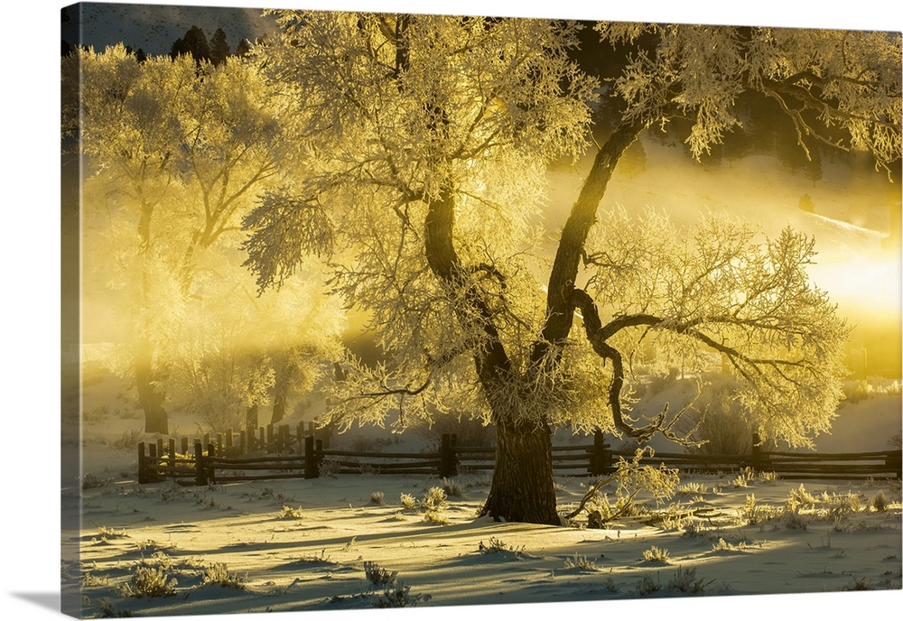 Cottonwood Tree In A Snow Covered Field, Lamar Valley, Yellowstone National Park