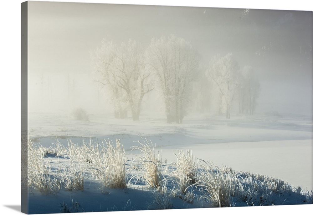 Cottonwood trees (Populus deltoides) clustered in a field, seen through the fog on a sunlit snowy landscape in the Lamar V...