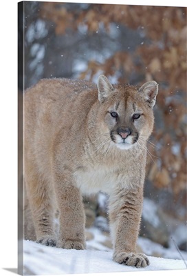 Cougar In Snowfall