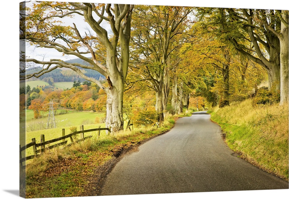 Country Road in Autumn, Scottish Borders, Scotland
