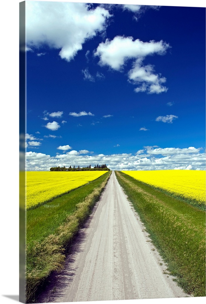 Country Road With Blooming Canola Fields On Both Sides, Manitoba, Canada