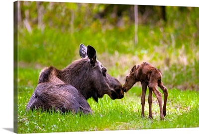 Cow And Calf Moose In Grass, Kincaid Park, Anchorage, Alaska