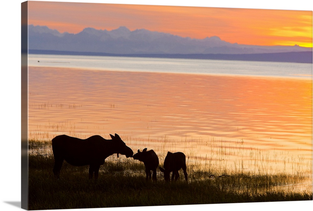 Cow and two calf moose feeding along the Tony Knowles Coastal Trail at sunset