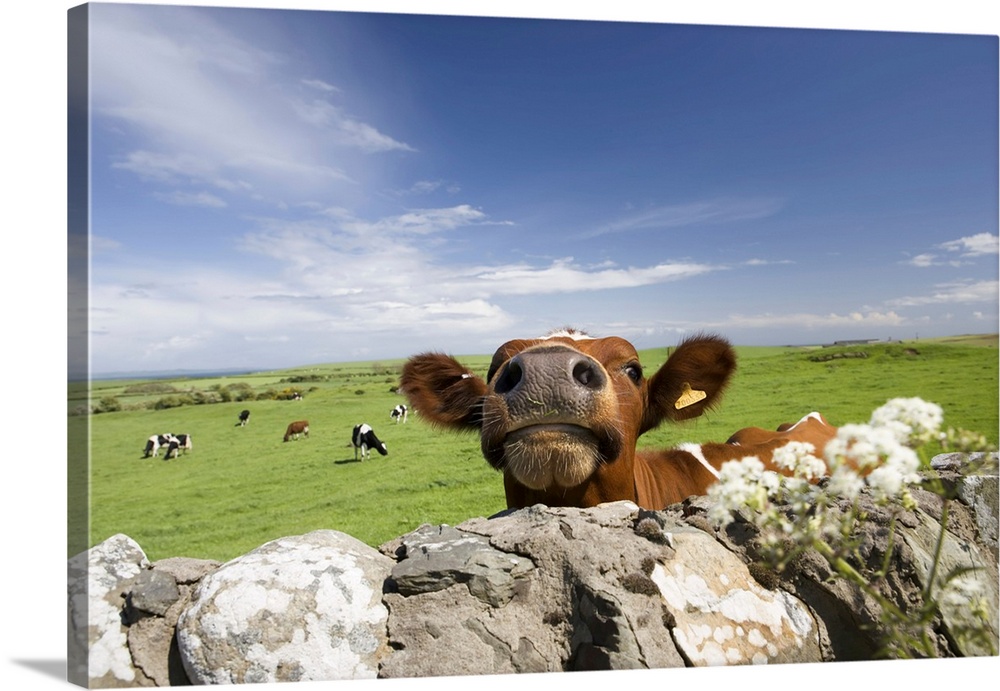Cow, Dumfries and Galloway, Scotland, United Kingdom