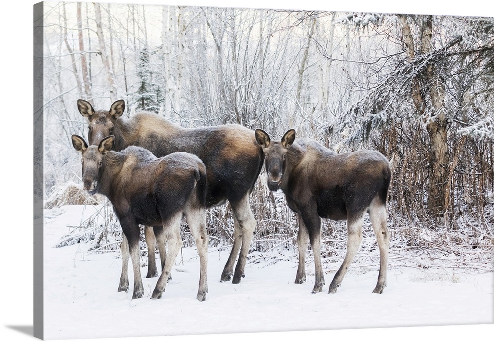 A Cow Moose With Twin Calves Stand In Mid-Town Anchorage During A Wintry Morning, Southcentral Alaska