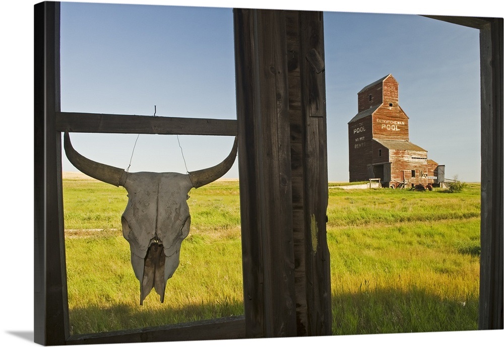 Cow Skull Hanging From An Old Window Frame, Saskatchewan