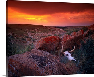 Cow Skull With Large Rocks In Field With Sunset, Alberta, Canada