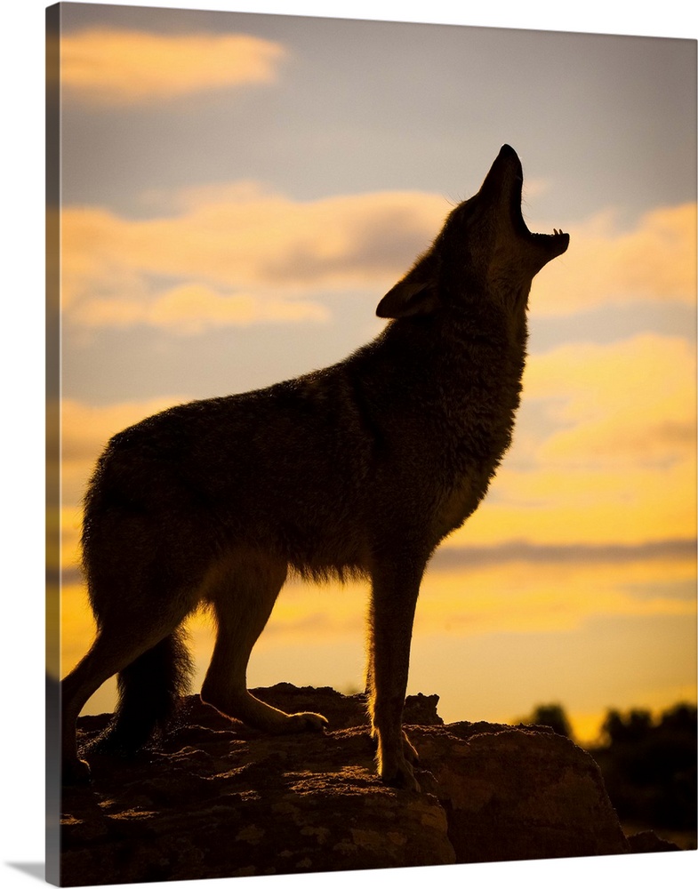 Coyote (Canis latrans) howling at sunset, Triple D Ranch, California, United States of America.