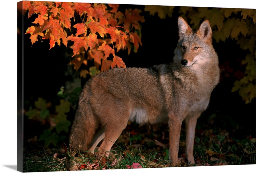 Coyote In Maple Leaves