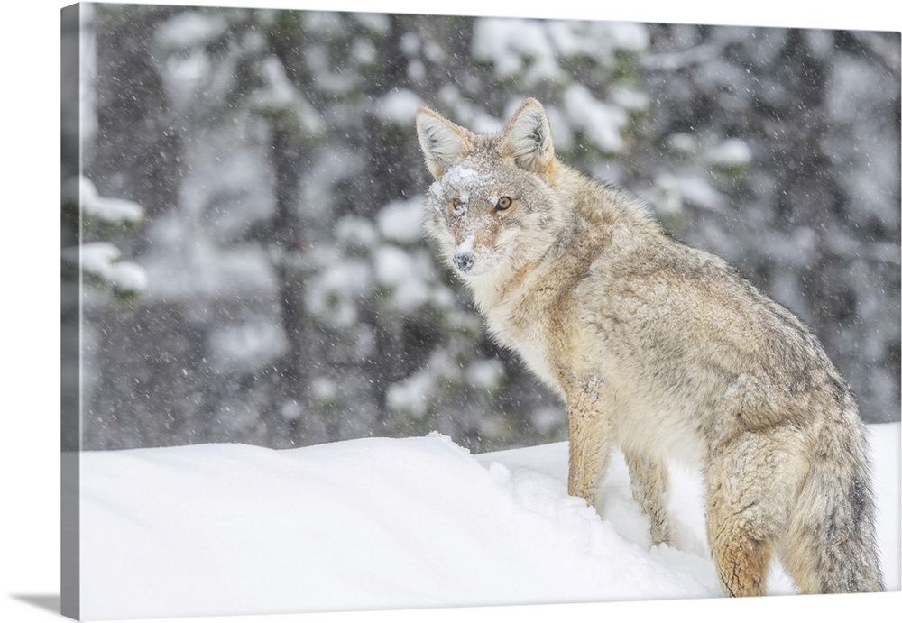 Coyote Standing In A Snowbank In The Falling Snow, Yellowstone National Park