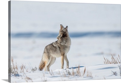 Coyote Standing In A Snowy Field Of Sagebrush, Yellowstone National Park