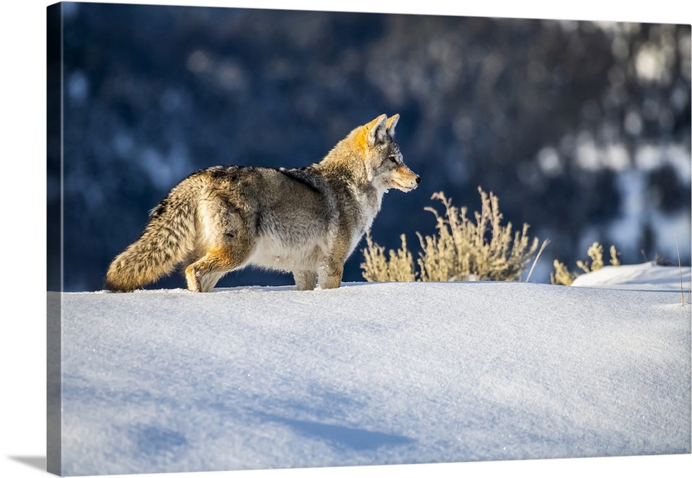 Coyote (Canis latrans) standing in deep snow in Yellowstone National Park; Wyoming, United States of America.