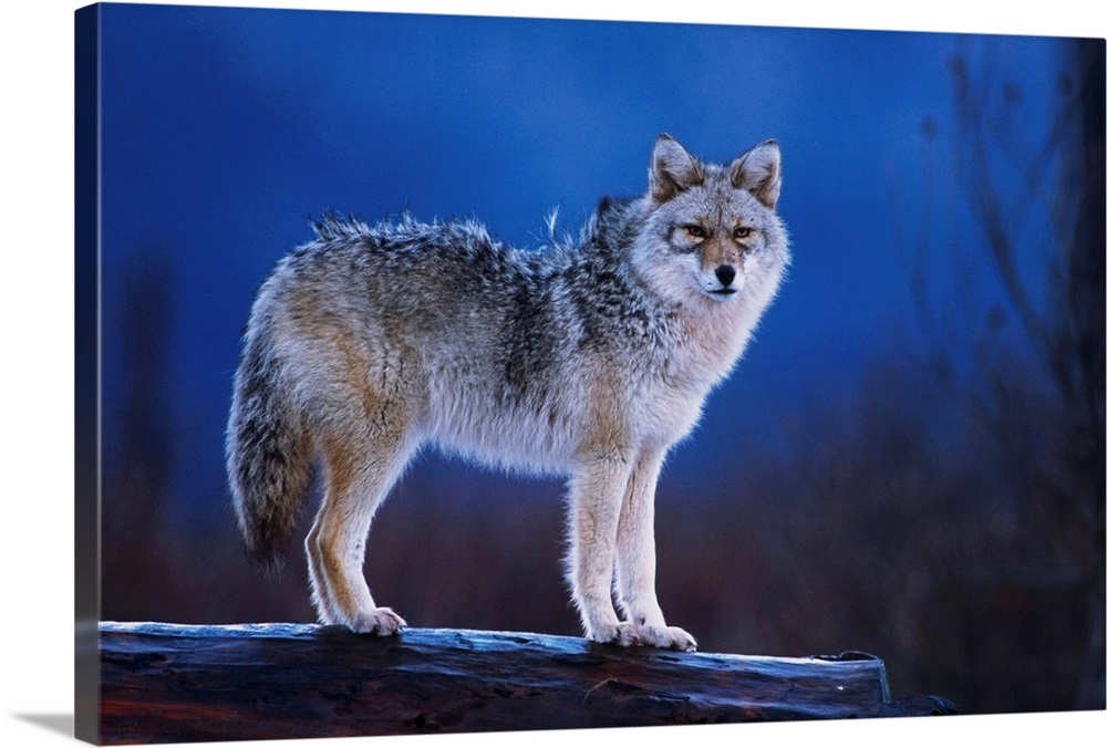 Coyote Standing On Log, Alaska Wildlife Conservation Center