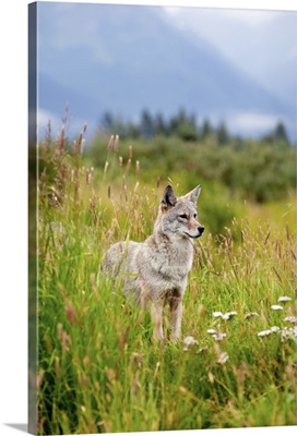 coyote stands in summer flowers and grasses at the Alaska Wildlife Conservation Center