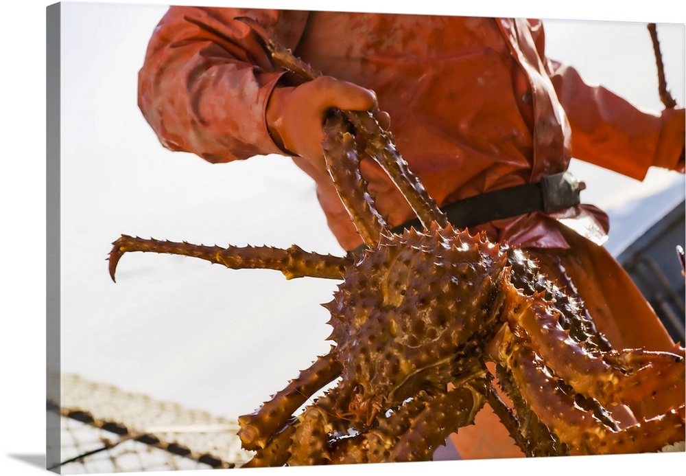 Crab Fisherman Carries A Brown Crab To The Hold Of The F/V Morgan Anne During The Commercial Brown Crab Fishing Season In ...