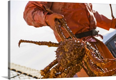 Crab Fisherman Carries A Brown Crab, Alaska