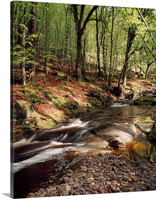 Creek In Woods, Cloughleagh, County Wicklow, Ireland
