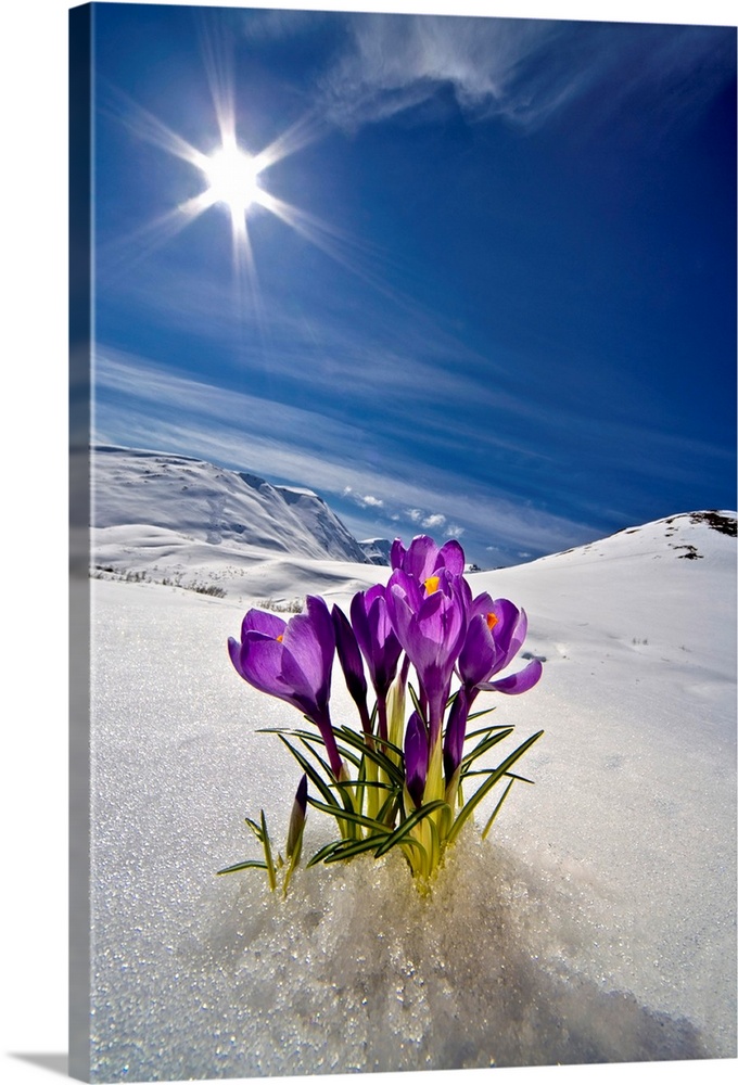 Crocus Flower Peeking Up Through The Snow In Spring, Alaska