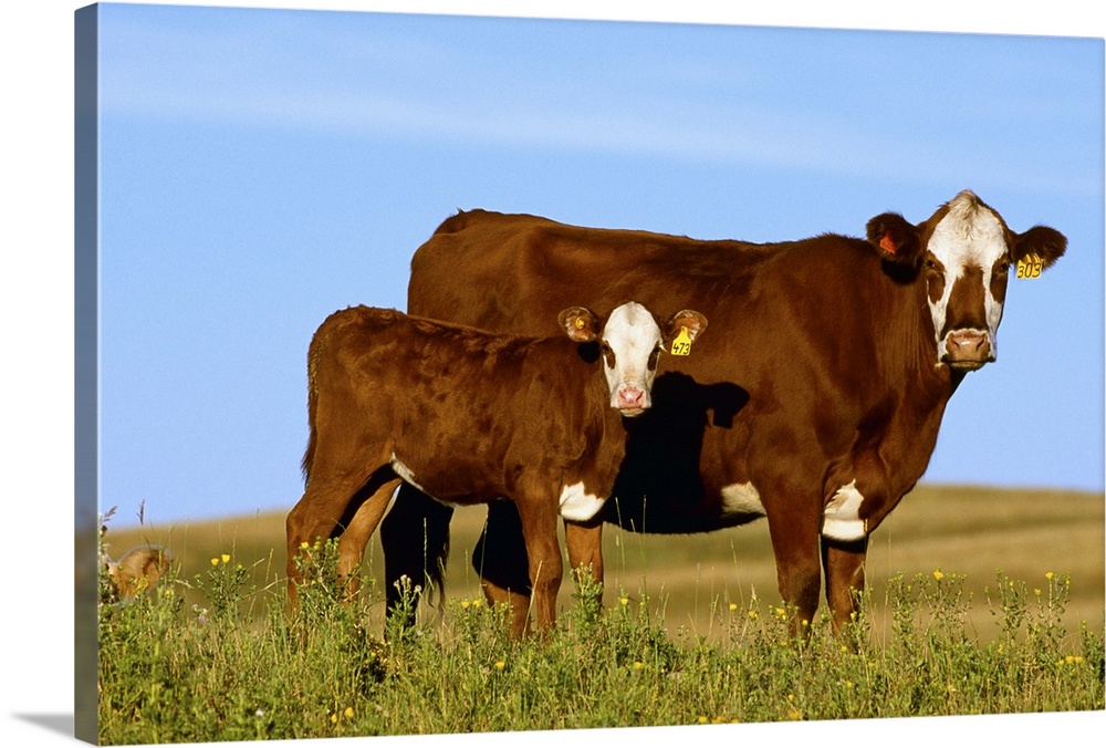 Crossbred cow and calf on a midsummer pasture