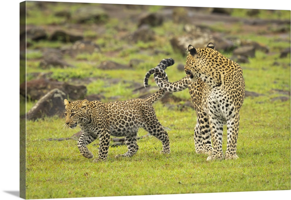 Cub passes Leopard (Panthera pardus) near rocks linking tails in Maasai Mara National Reserve; Narok, Masai Mara, Kenya.