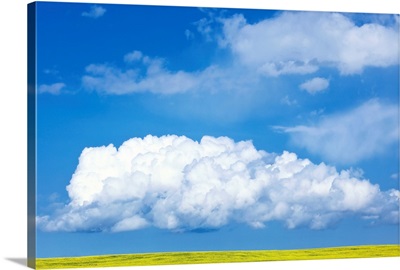 Cumulus Clouds Building Over Canola Field, Pembina Valley, Manitoba, Canada