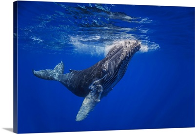 Curious Young Humpback Whale (Megaptera Novaeangliae) Underwater, Hawaii