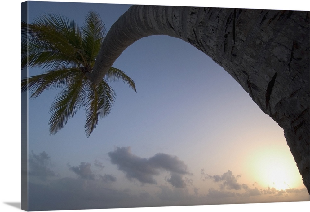 Curved Palm Tree At Sunset; Dominican Republic