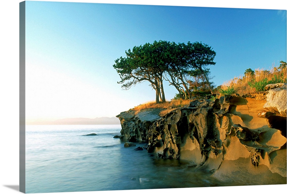 Cypress Trees On Sandstone Islet, British Columbia, Canada